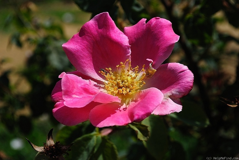 'Dapple Dawn' rose photo