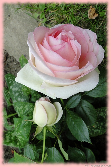 'Eden Rose 85' rose photo