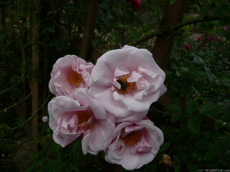'<i>Rosa arvensis plena</i> (Lens)' rose photo