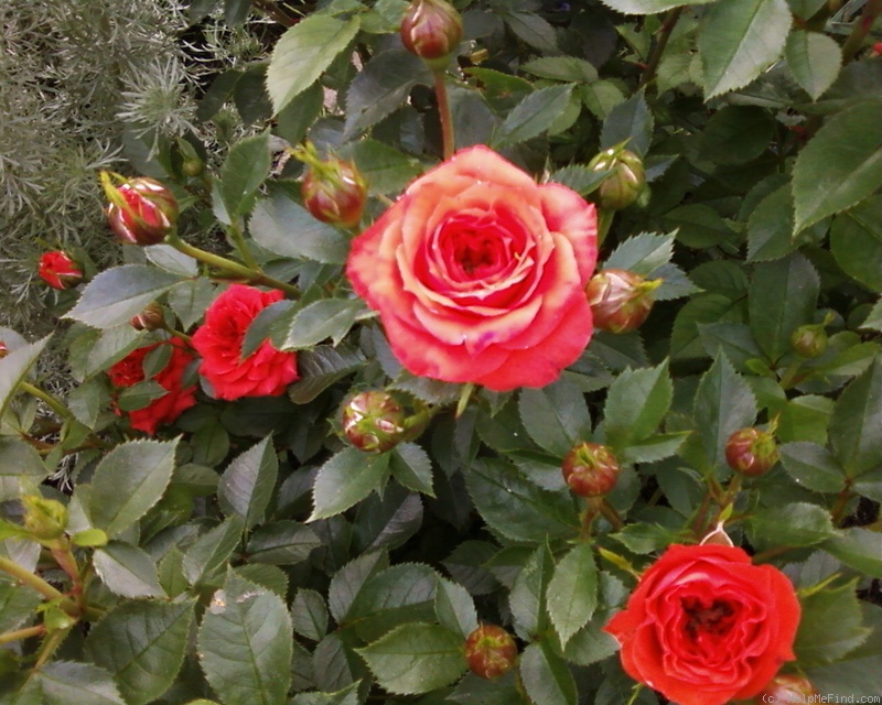 'Orange Jewel' rose photo