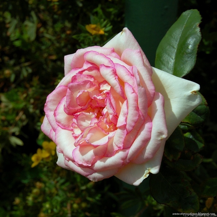 'Souvenir de Baden-Baden ®' rose photo