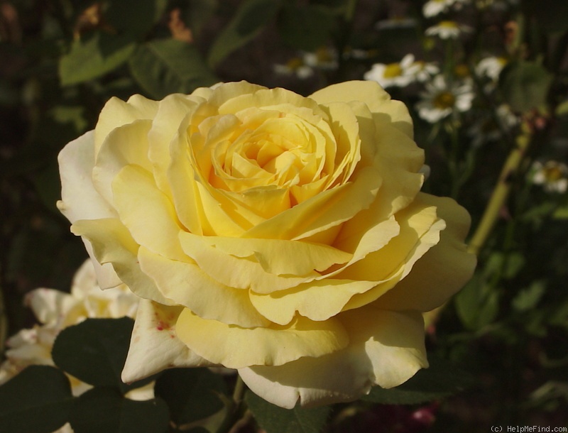 'Seiko' rose photo