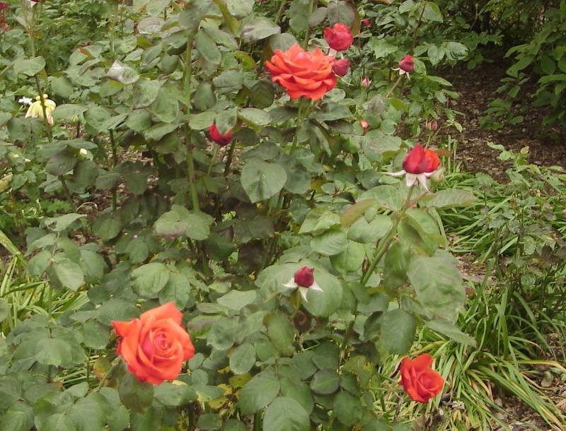 'Shu-oh' rose photo