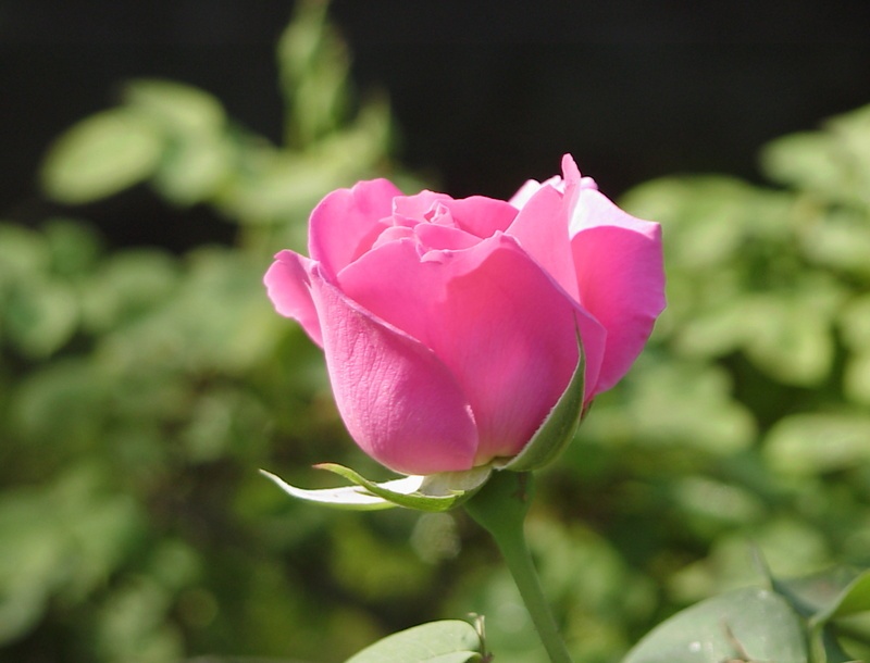 'Kitty Kininmonth' rose photo