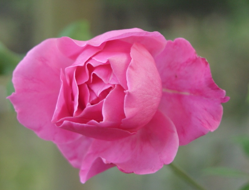 'Zara Hore-Ruthven' rose photo