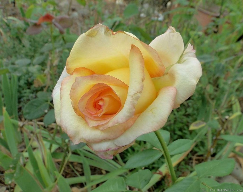 'Golden Jubilee (hybrid tea, Cocker 1981)' rose photo