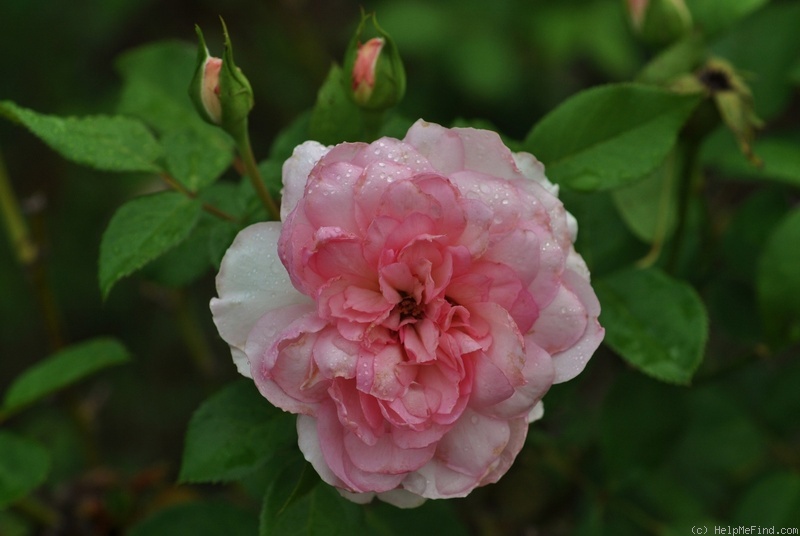 'Roseraie du Chatelet ®' rose photo