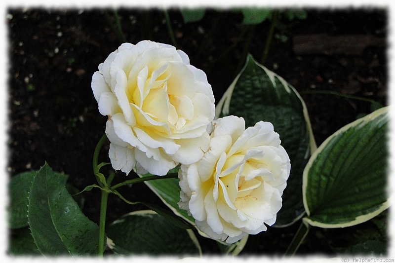 'Frederyk Chopin' rose photo