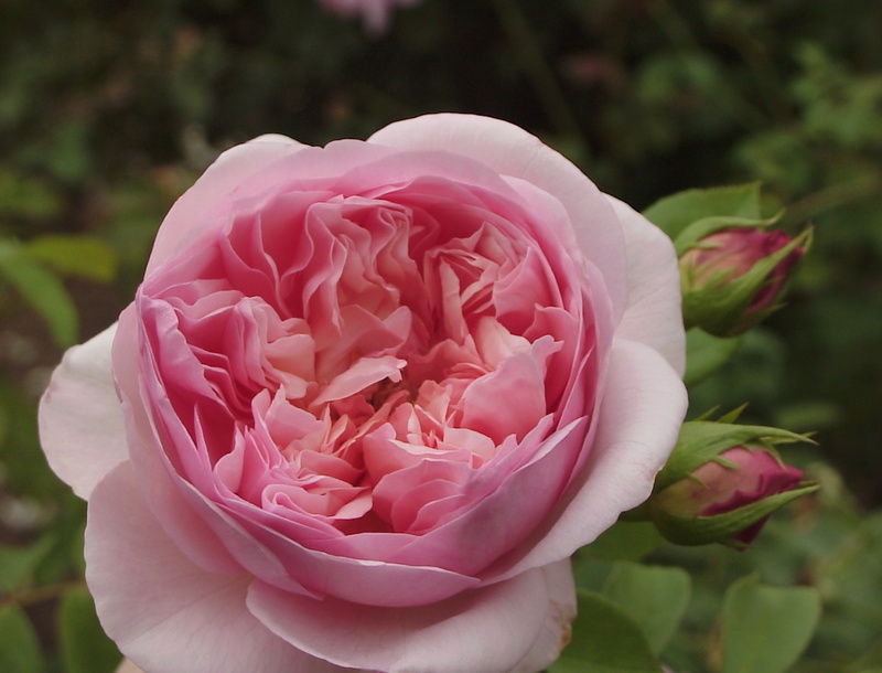 'Sonia Rykiel ®' rose photo