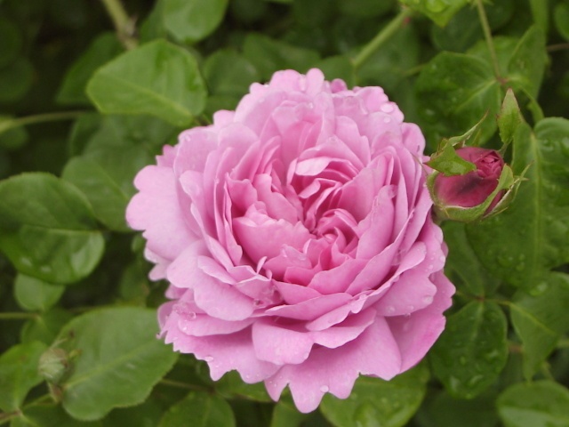 'Charles Rennie Mackintosh' rose photo