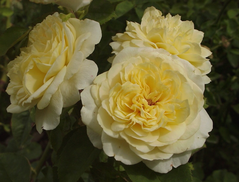 'Symphony ® (shrub, Austin 1986)' rose photo