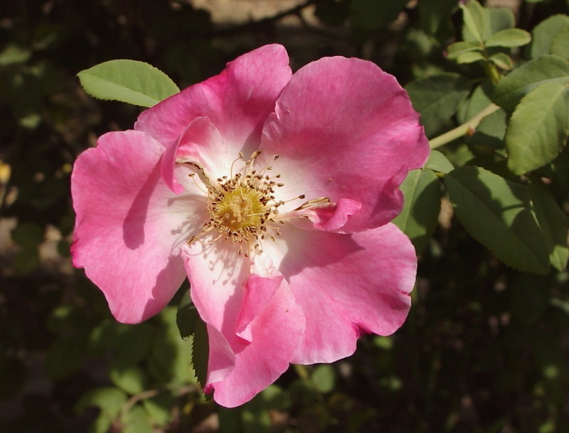 'Dapple Dawn' rose photo