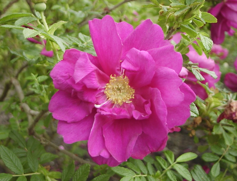 '<i>Rosa rugosa</i> 'Roseraie de l'Haÿ'' rose photo