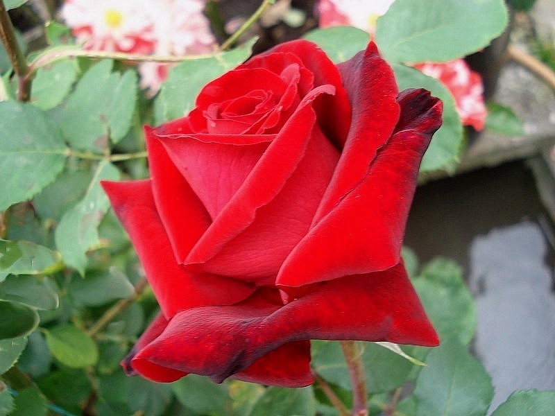 'Marcel Pagnol ®' rose photo