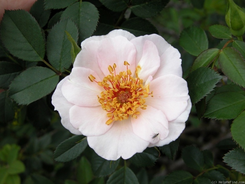 'G02-2-1' rose photo