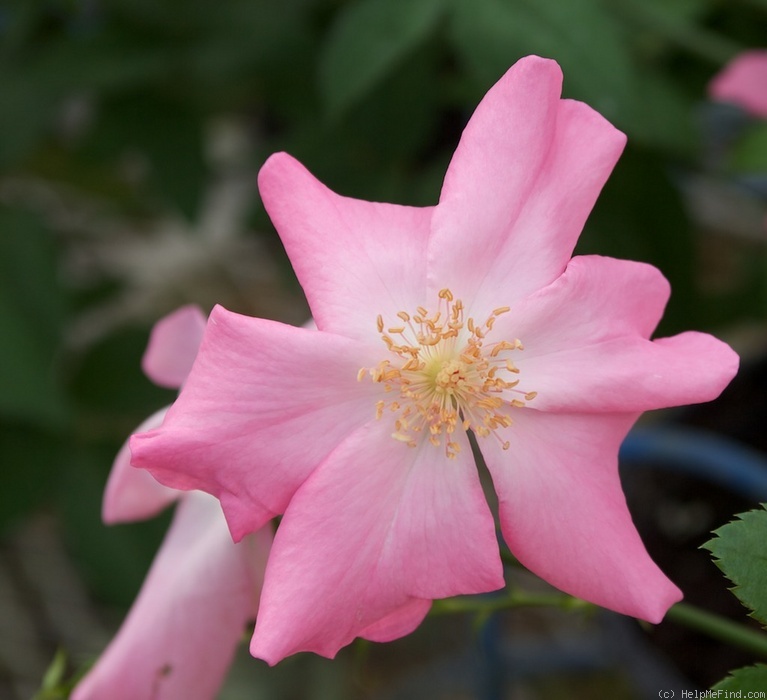 'Xiuhcoatl' rose photo
