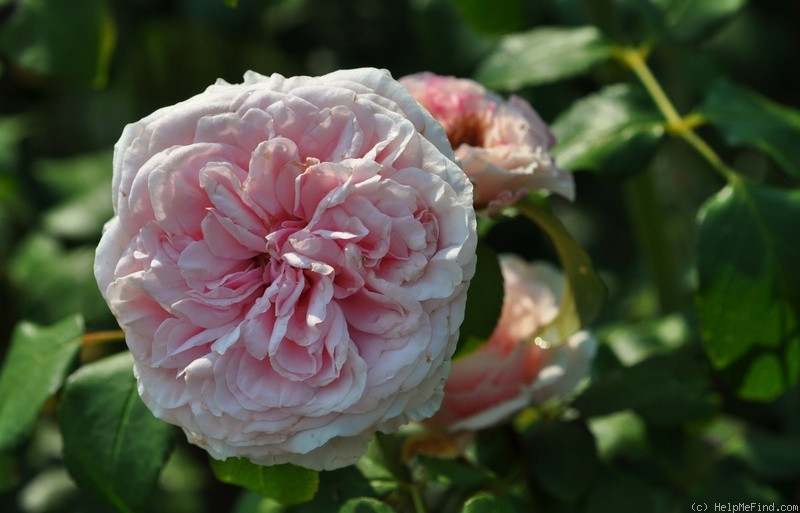 'Dentelle ®' rose photo