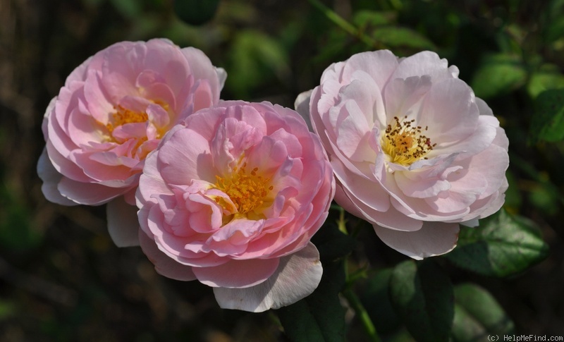 'Scepter'd Isle ®' rose photo