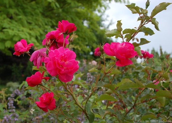'Monte Cristo (shrub, Eve 2001)' rose photo
