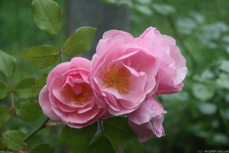 'Bow Bells ™' rose photo