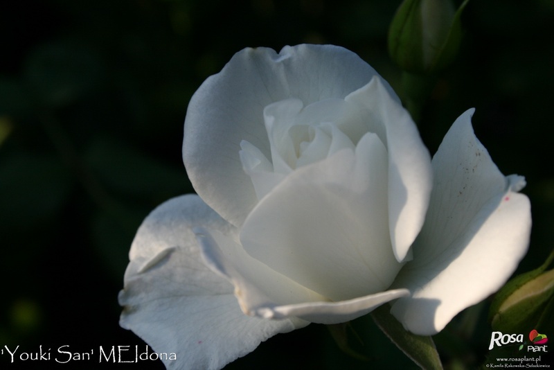 'Youki San ®' rose photo