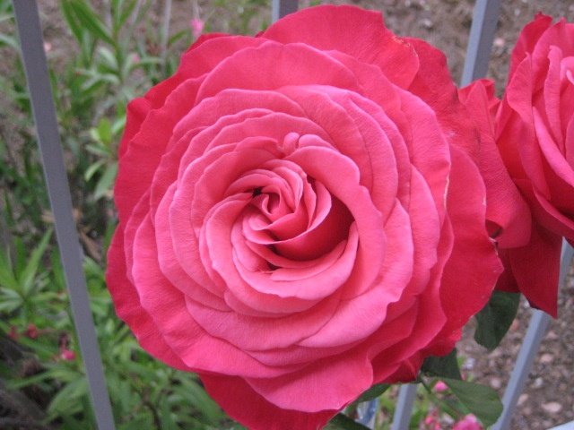 'Lady Bird (hybrid tea, Zary 2008)' rose photo