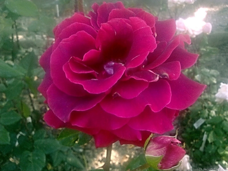'Francine (hybrid tea, Kriloff, 1961)' rose photo