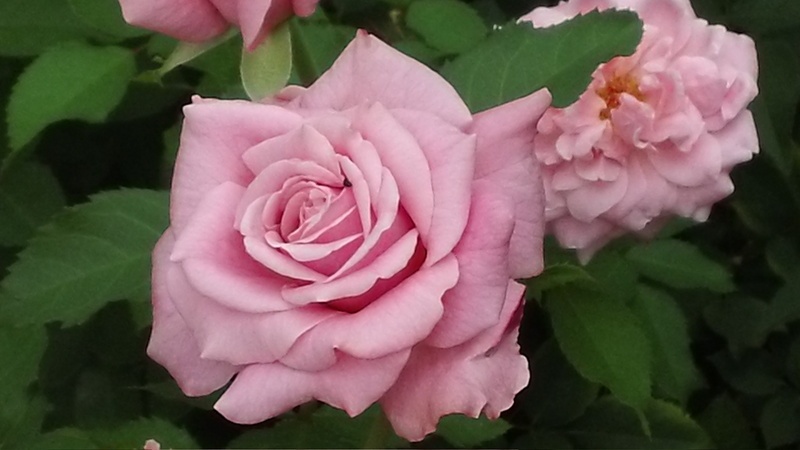 'Belinda's Dream (Shrub, Basye, 1988)' rose photo