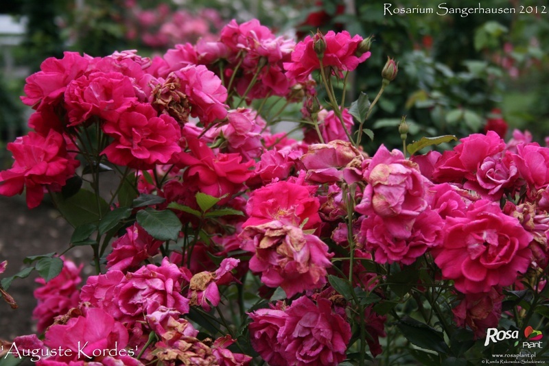 'Auguste Kordes' rose photo