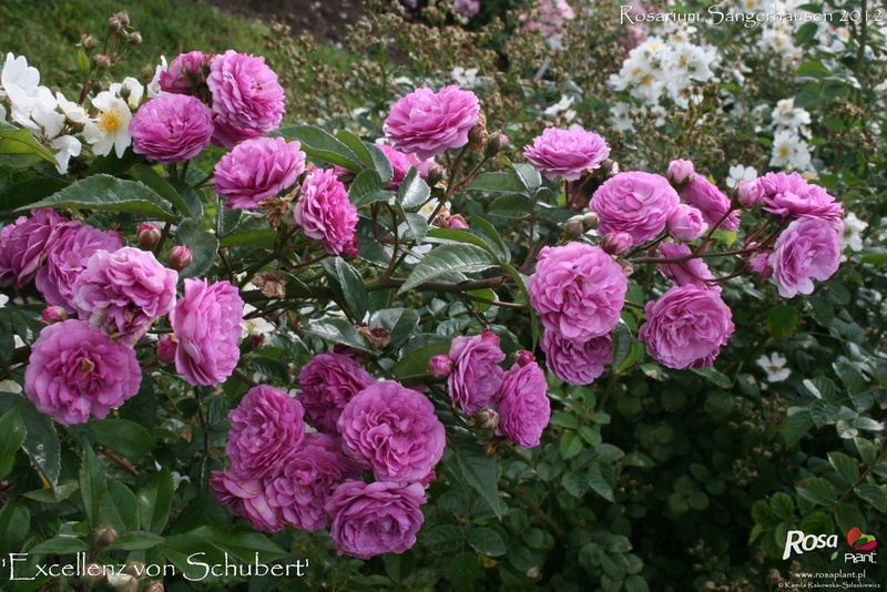 'Excellenz von Schubert (Polyantha Lambert, 1909)' rose photo