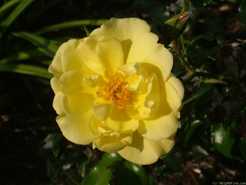 'Worcestershire' rose photo