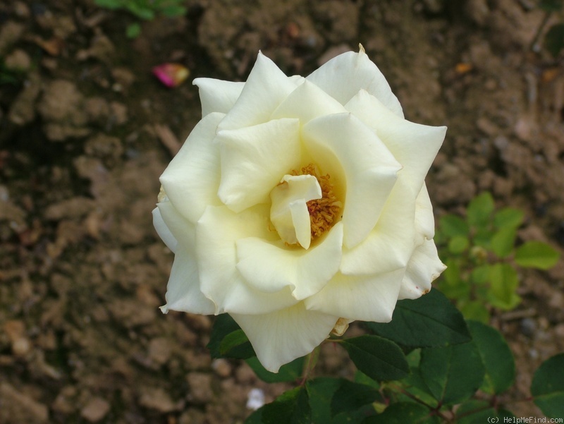 'White Swan' rose photo