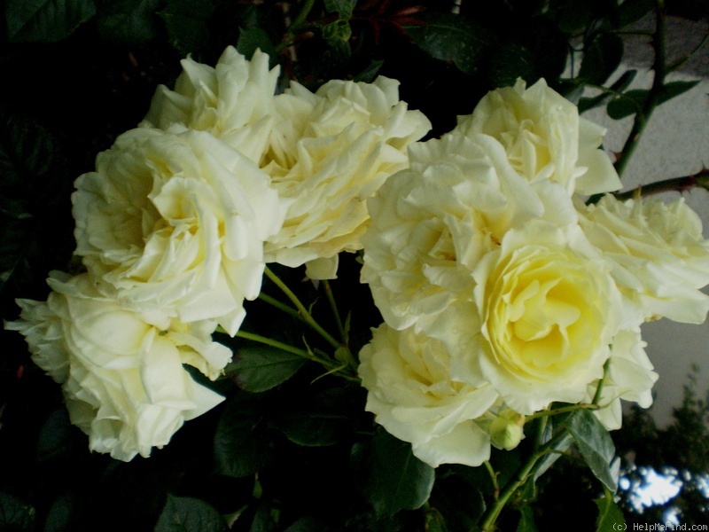 'Elfe ® (LCl, Evers/Tantau, 2000)' rose photo