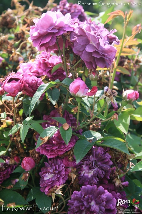 'Le Rosier Évêque' rose photo