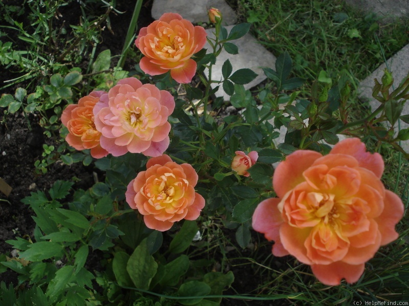 'Ninetta ® (Patio rose, Tantau, 2005)' rose photo