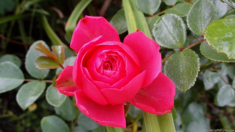 'Gräfin Esterhazy' rose photo