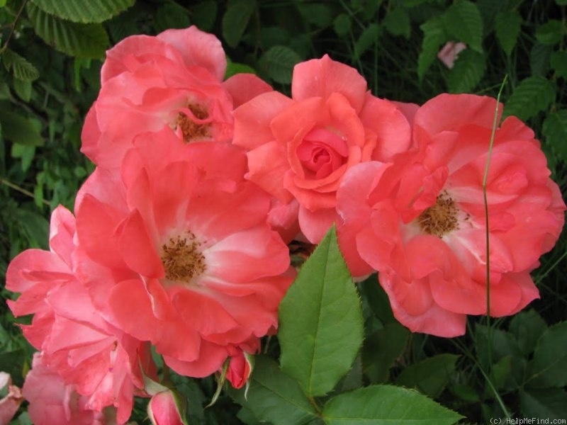 'Pernille Poulsen ®' rose photo
