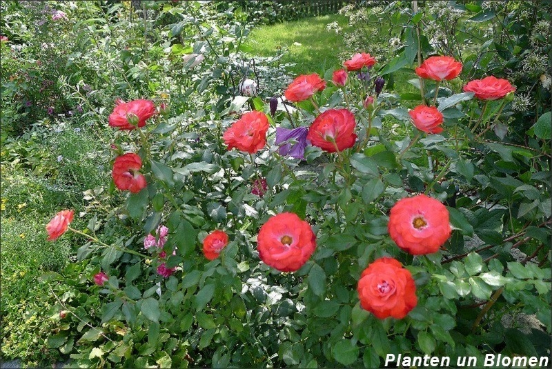 'Planten un Blomen ® (floribunda, Kordes 1999)' rose photo