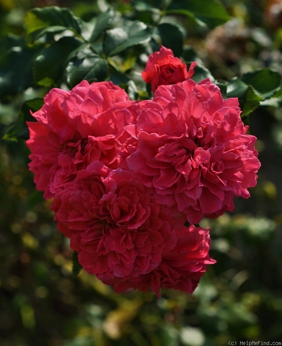 'Uetersens Rosenkönigin' rose photo