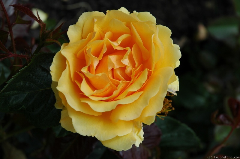 'Amber Queen ® (floribunda, Harkness before 1981)' rose photo