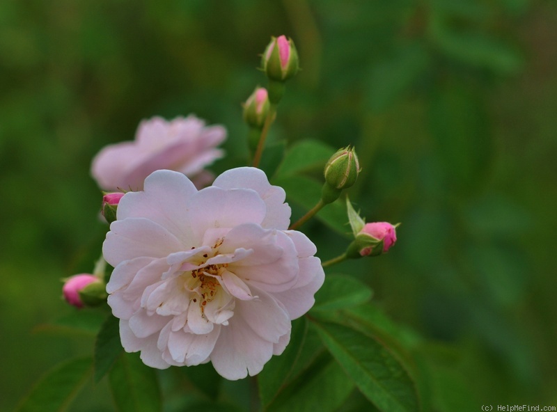 'Rose Delacroix ®' rose photo