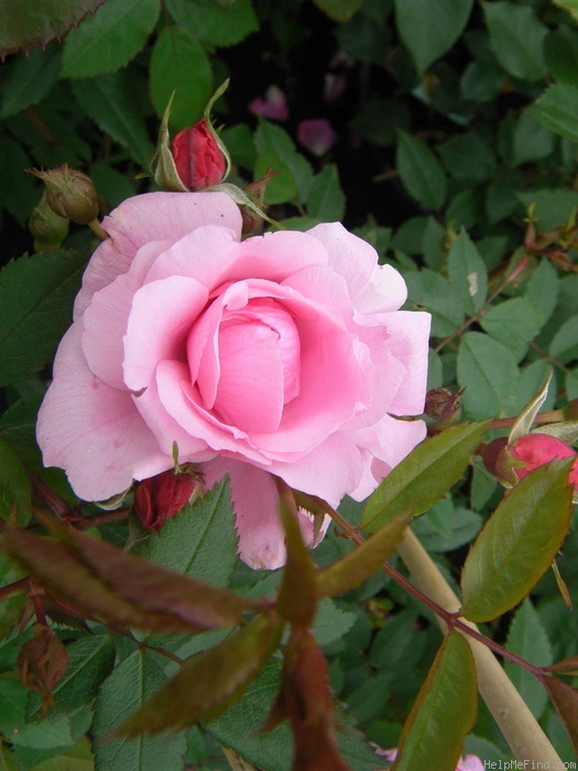'John Davis' rose photo