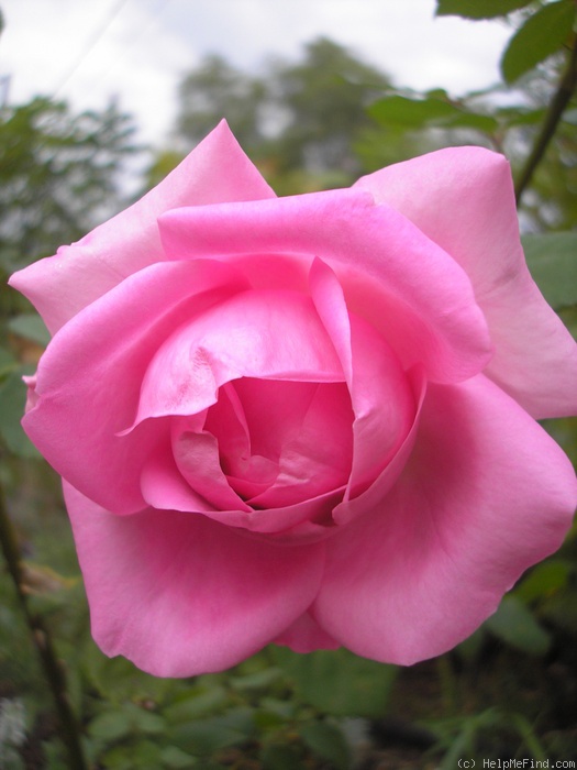 'Autumn Bouquet' rose photo