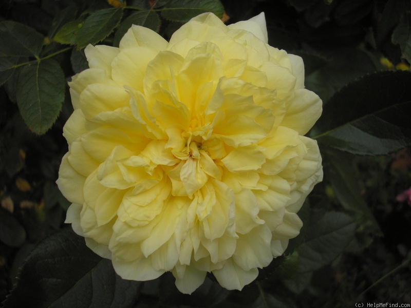 'Dakota Sun' rose photo