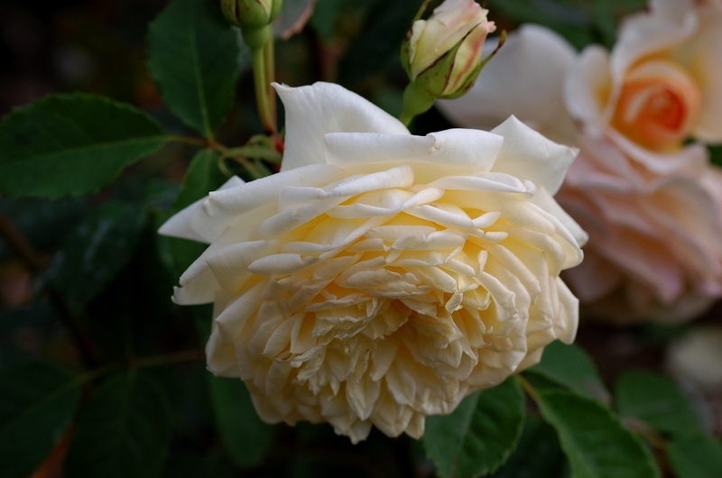 'St. Alban (shrub, Austin, 2004)' rose photo