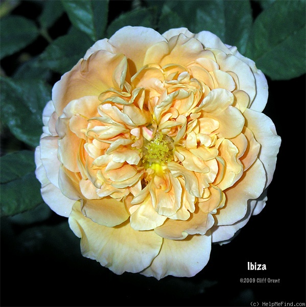 'Ibiza (floribunda, Interplant)' rose photo