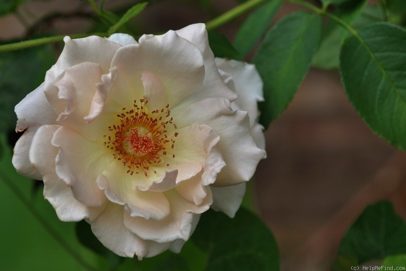 'Rokoko (shrub, Evers/Tantau, 1987)' rose photo