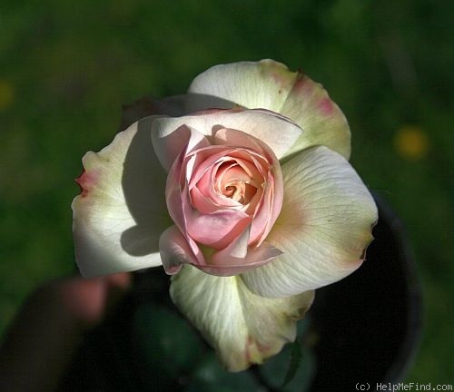 'Herne the Hunter' rose photo