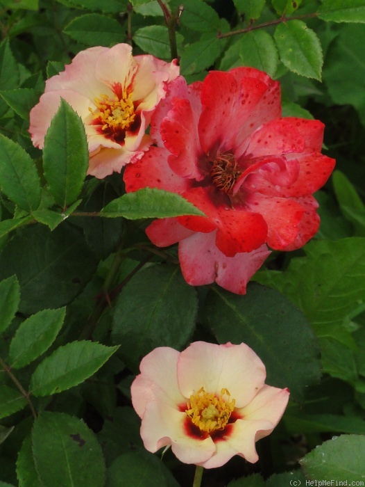 'Alissar, Princess of Phoenicia' rose photo