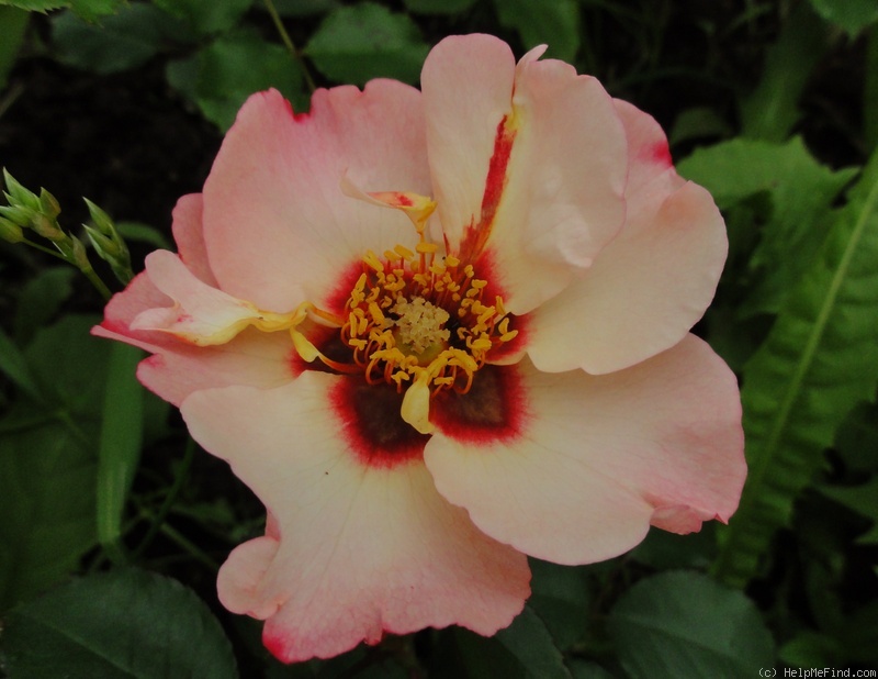 'Alissar, Princess of Phoenicia' rose photo